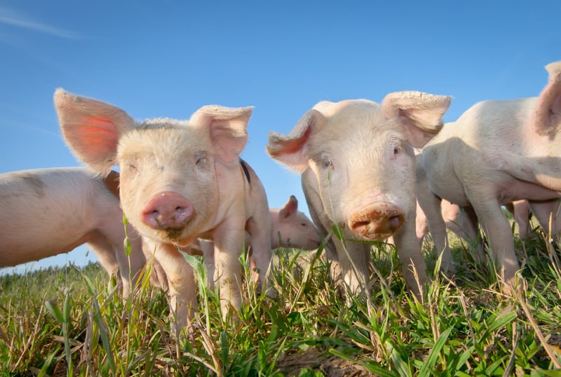piglets on pasture