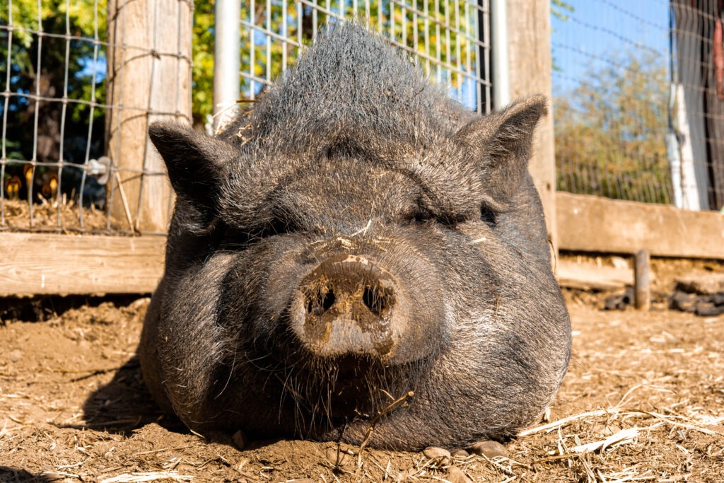 a big fat pig laying down