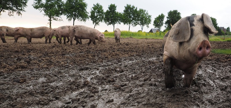 pigs in the mud