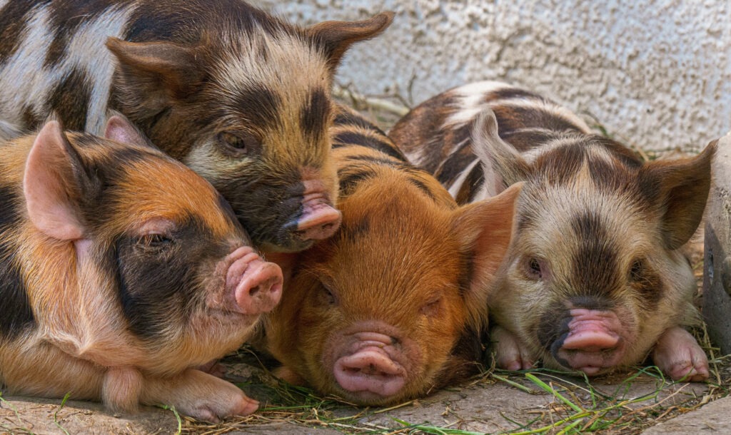 a pile of kune kune pigs