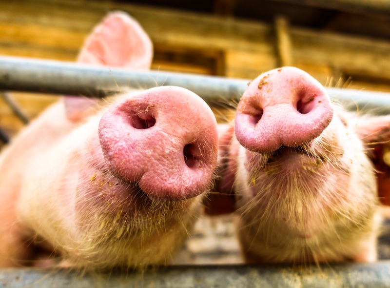 closeup of pig snouts