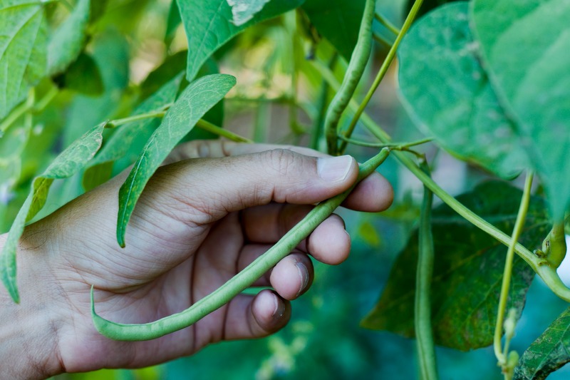 closeup of a young caucasian man picking green beans from the plant in an organic orchard