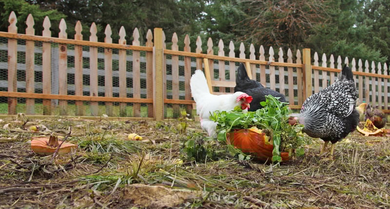 healthy chickens eating scraps in chicken yard