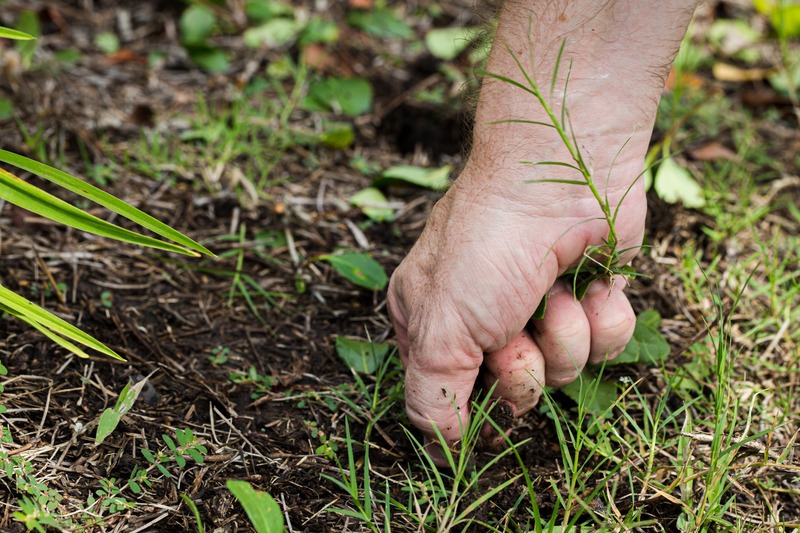 man hand pulls weeds from garden