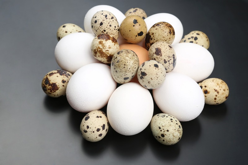 pile of quail eggs and chicken eggs