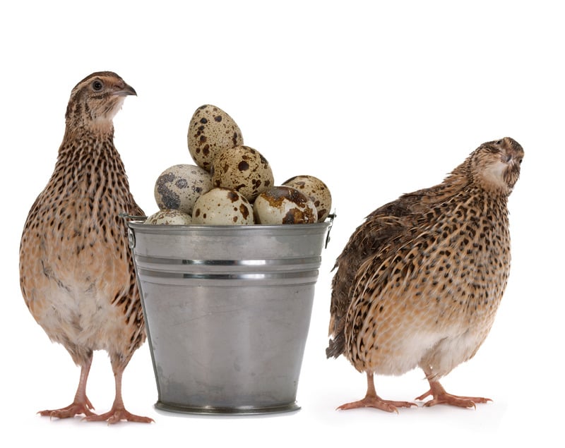 bucket of quail eggs and quail next to it