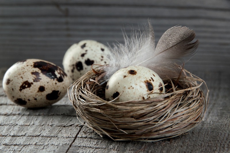 quail egg in nest with feather and eggs outside of nest