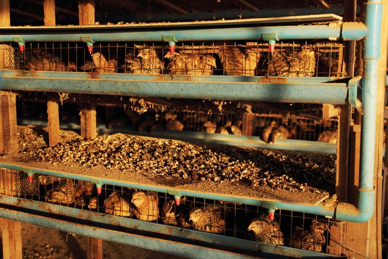 Large group of quail in the farm