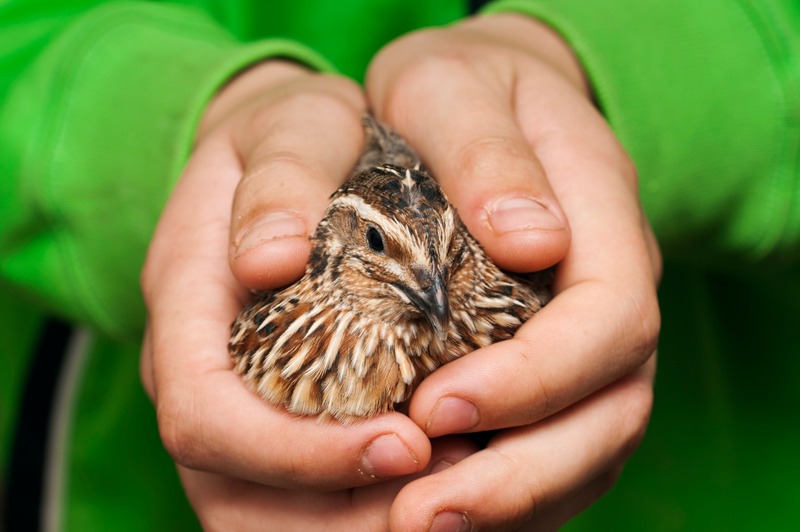 A close up of a quail in a young boys hands