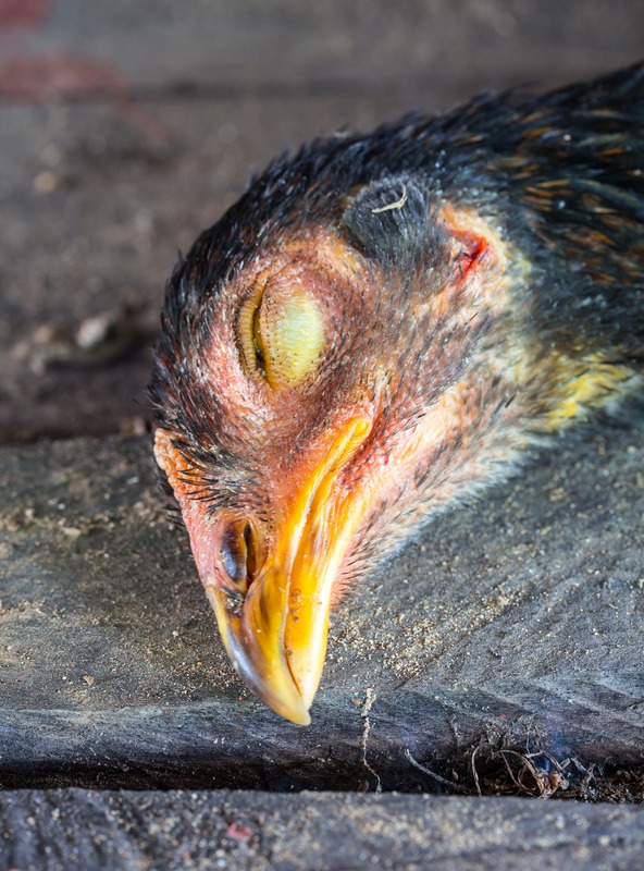chicken is dying from parasite overload