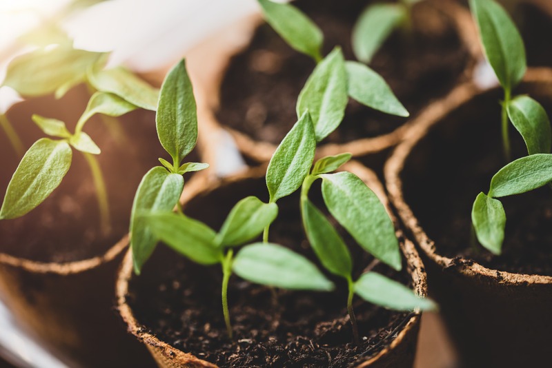 seedlings in diy pots