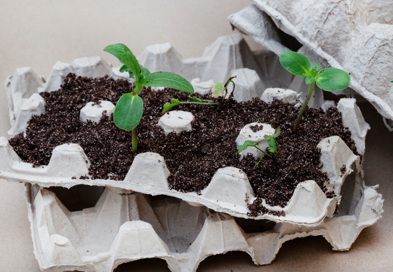 seedling in an egg carton