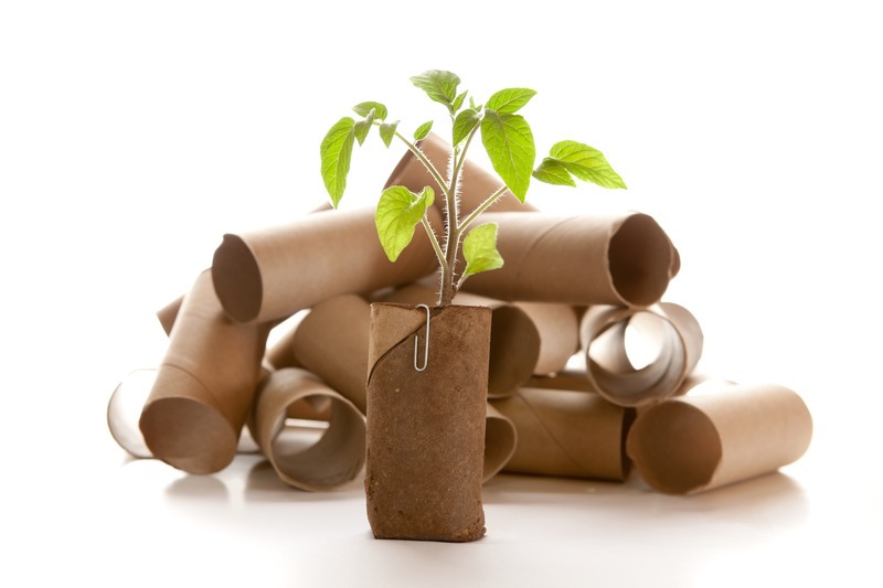 toilet paper roll planter with seedling in it