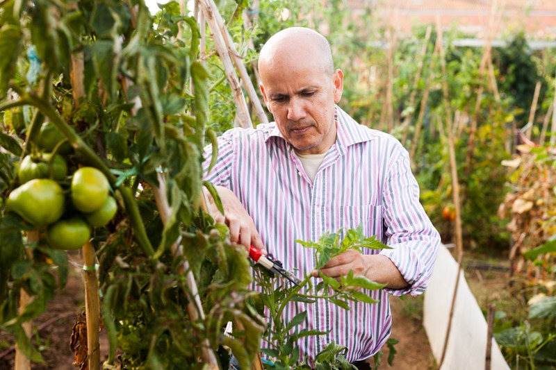 tomato cuttings to overwinter plants
