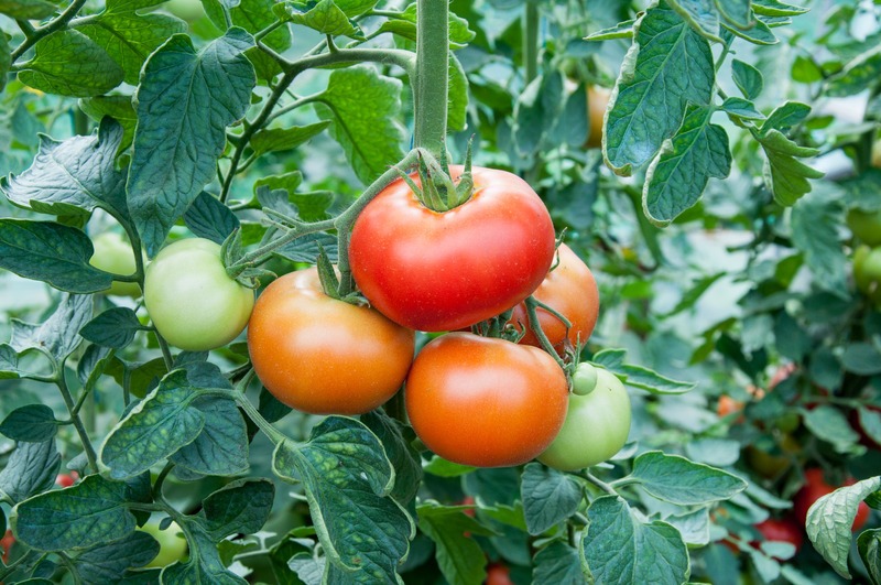 Bunch of tomatoes growing on the plant