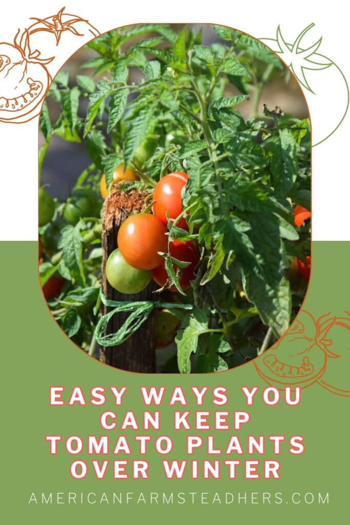 tomato plants over winter featured image