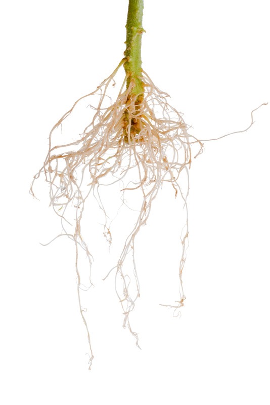 tomato plant roots is isolated on white background