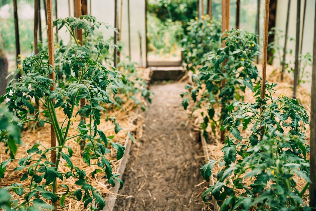overwinter tomatoes in greenhouse