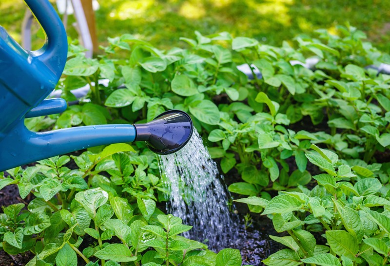 Watering plants with watering can