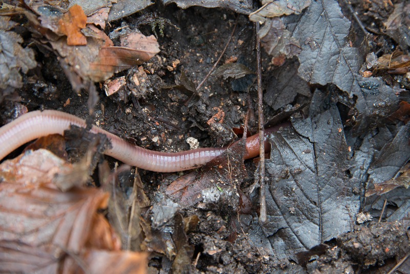 earthworm moving through leaf litter on the soil