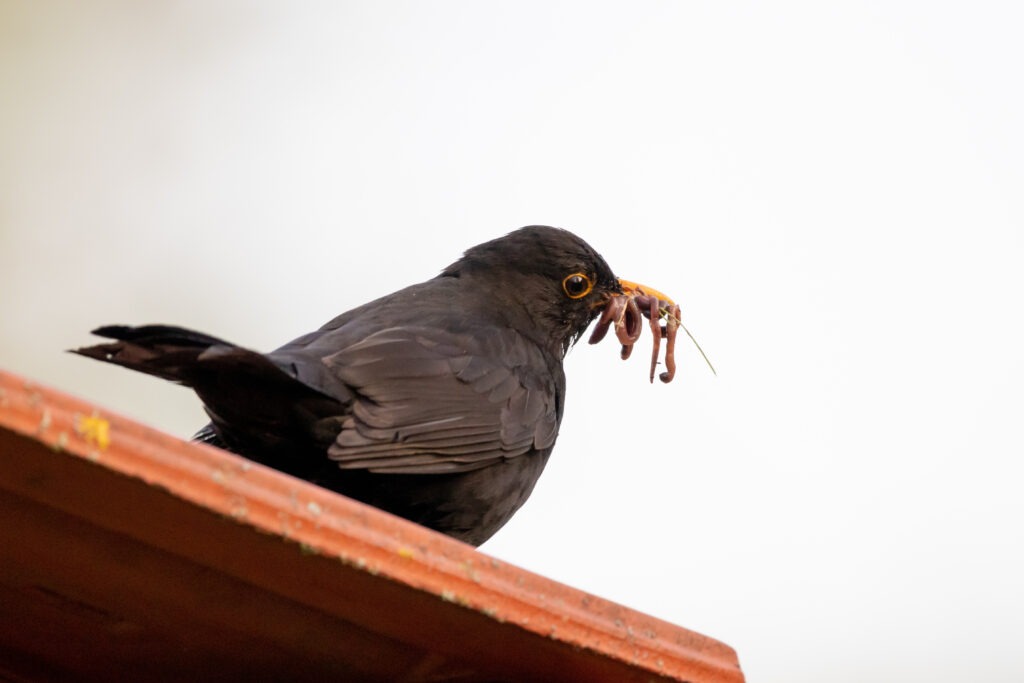 a bird eating earthworms
