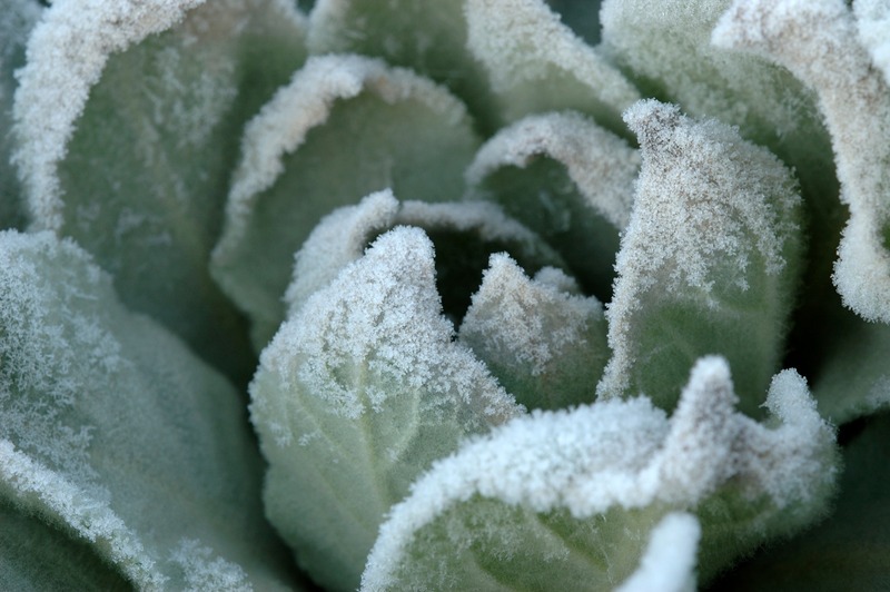 Frosted cabbage close up