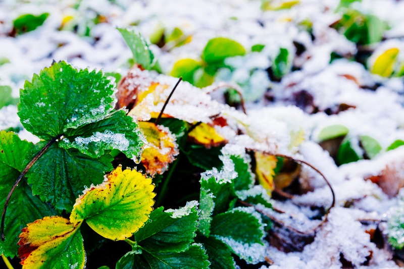 Strawberry plants under frost and snow