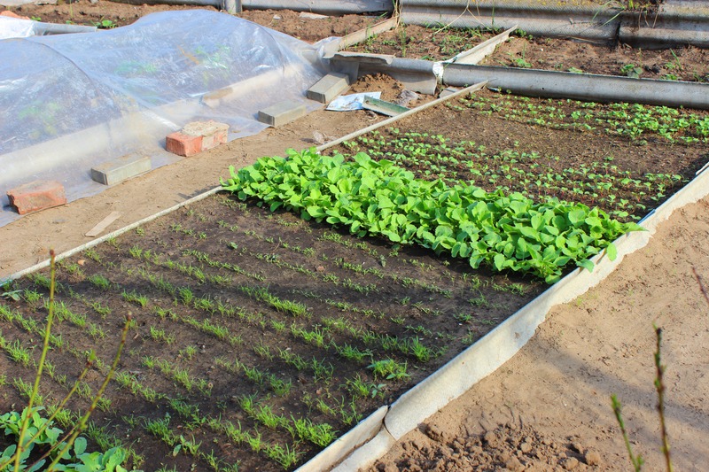 Growing herbs in the backyard, remove frost cloth