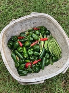 peppers in a basket