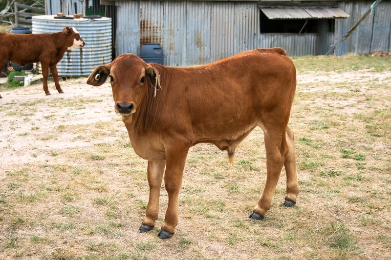 orange brangus calf for beef on small homestead with metal barn in background