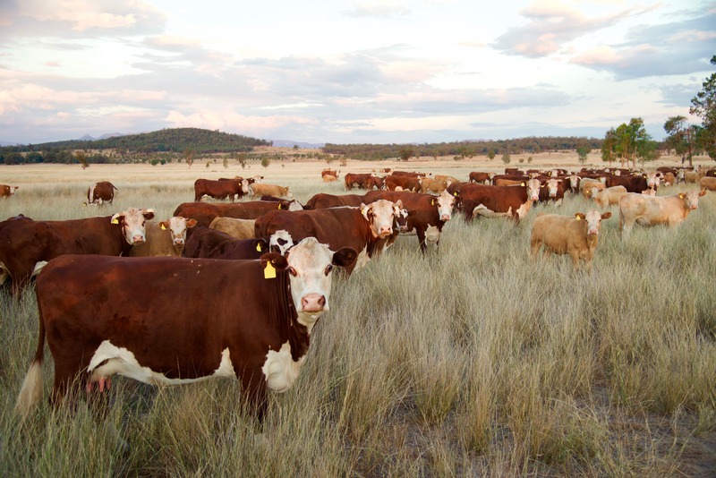 Herd of grass fed beef cattle sunset in rural NSW Australia