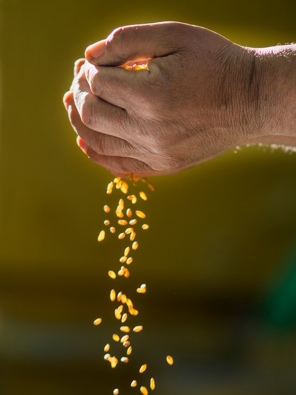 farmer's hands seeding the cover crop