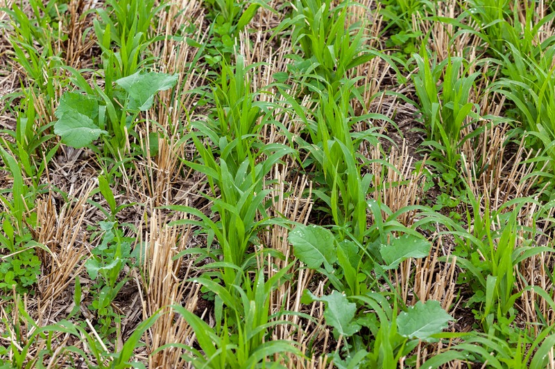 Close-up of cover crops growing between rows winter wheat stubble.