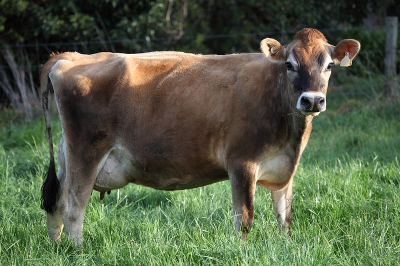 Jersey dairy cow standing in a pasture grass field