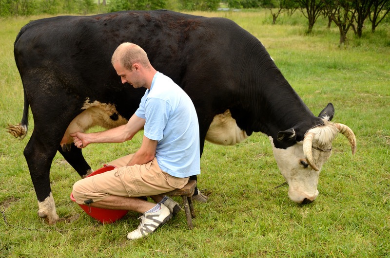 Young farmer milking his black cow on a pasture.