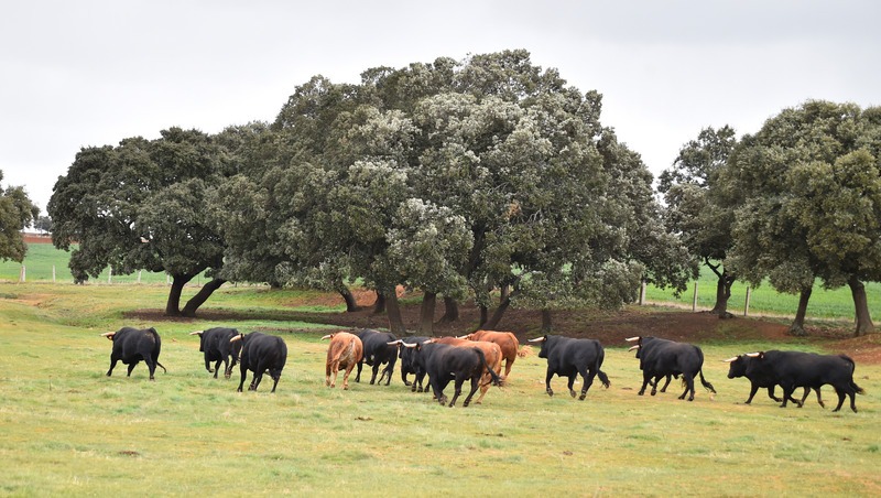 raising beef on grass
