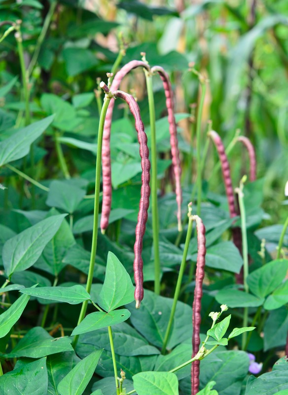 red fresh cow peas growing