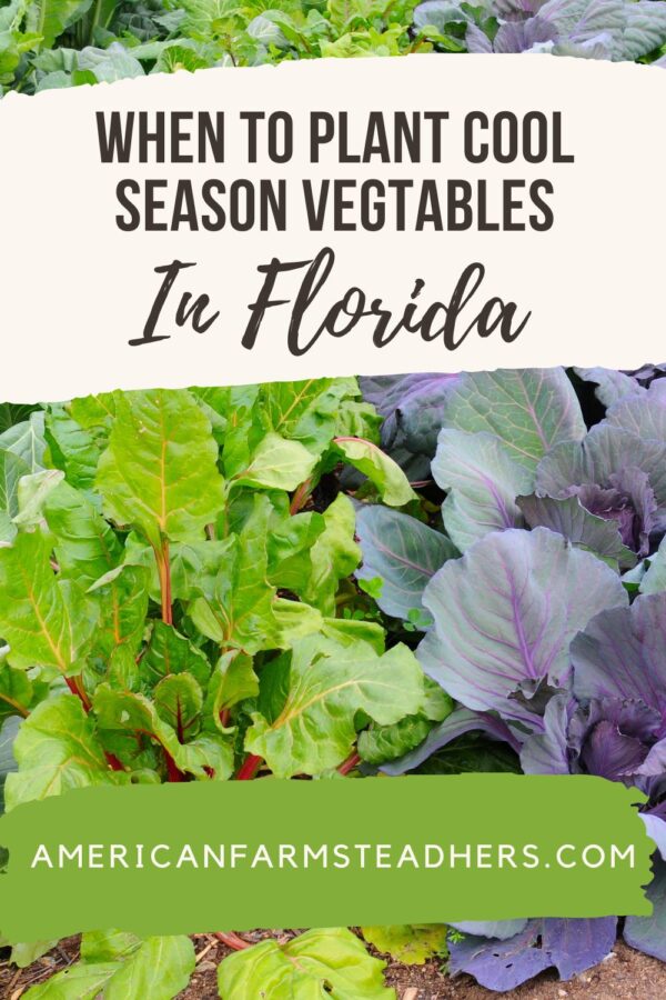 WHAT VEGETABLES CAN I PLANT NOW IN FLORIDA visual data 4