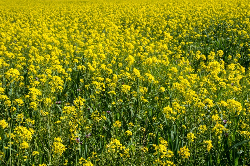 Close-up of mustard seed cover crop, used as weed suppression and pest control.
