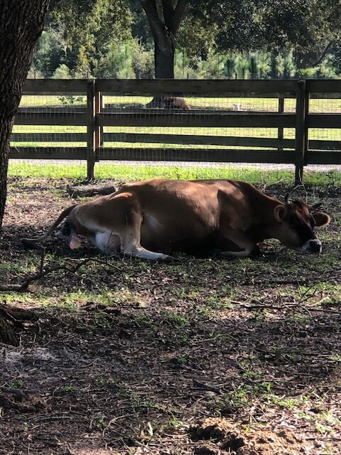 jersey cow giving birth under oak trees on small farm