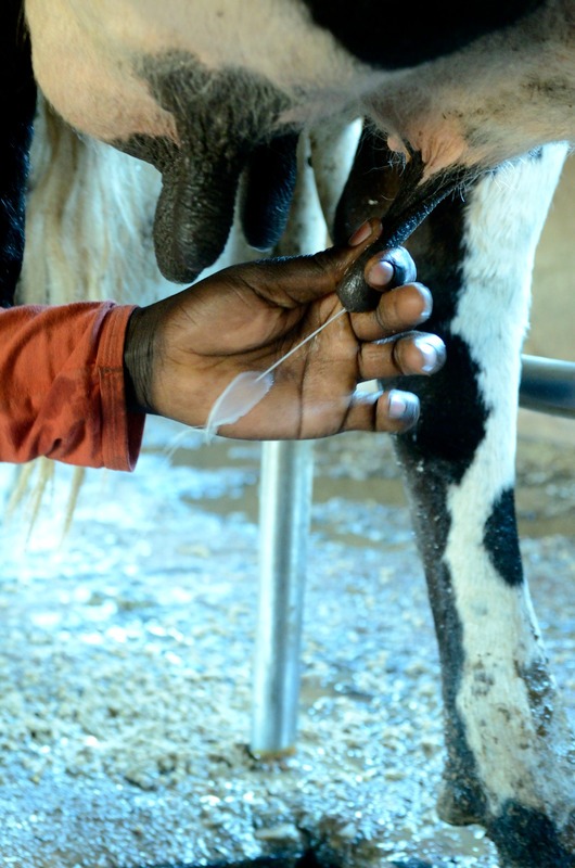 Hand testing milk of a Jersey cow