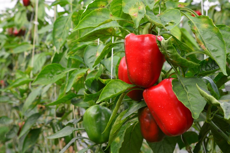 SWEET PEPPER / BELL PEPPER ON TREE IN GARDEN