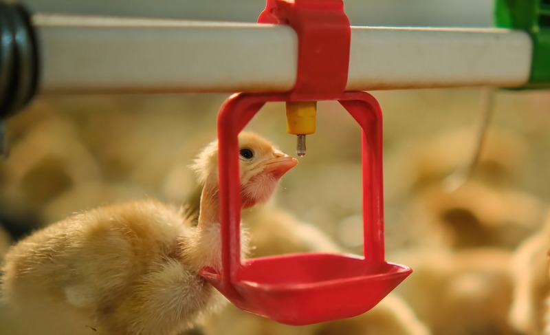 a chicken drinking water