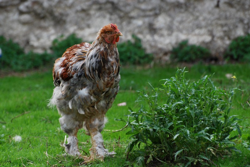 a chicken in molt