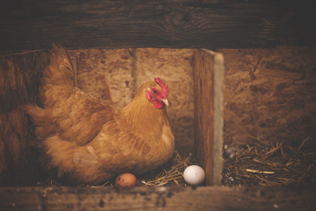a hen in a nest box