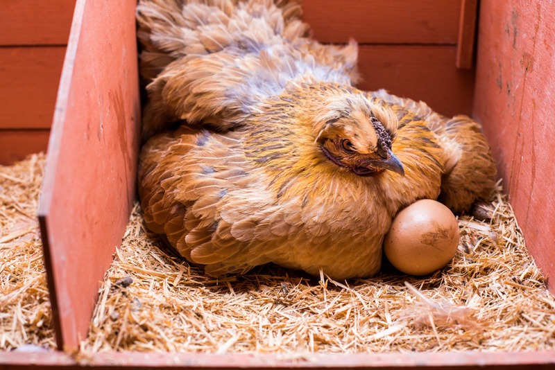a broody hen