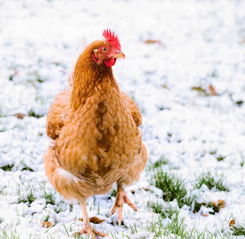 Chicken in the snow