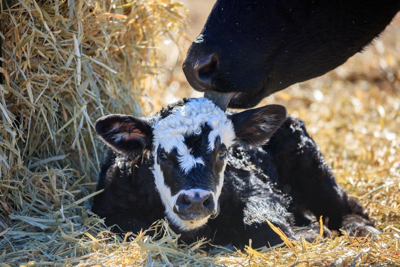 Newborn calf being cleaned by cow