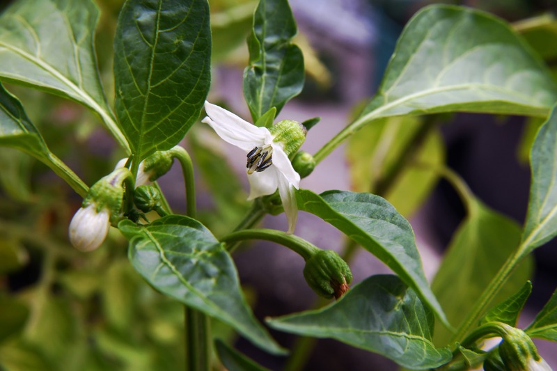 close up of pepper flower