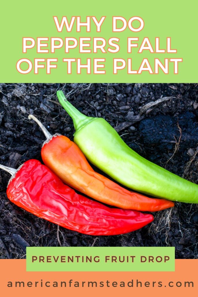 peppers fall off the plant featured image